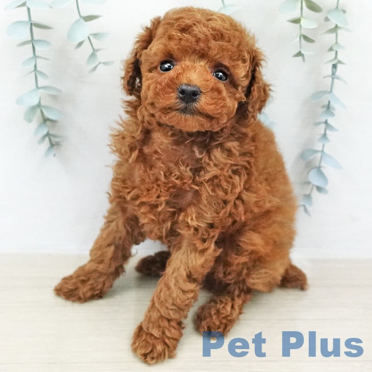 トイ・プードルの写真2