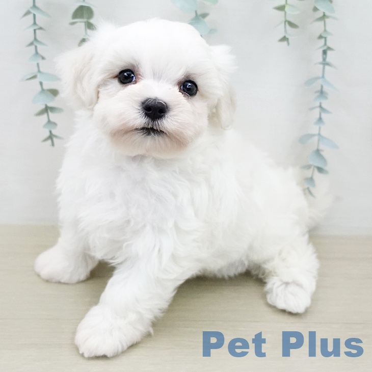 マルチーズの写真2