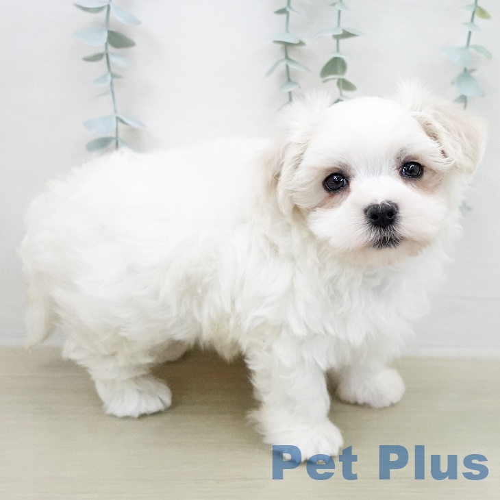 マルチーズの写真2