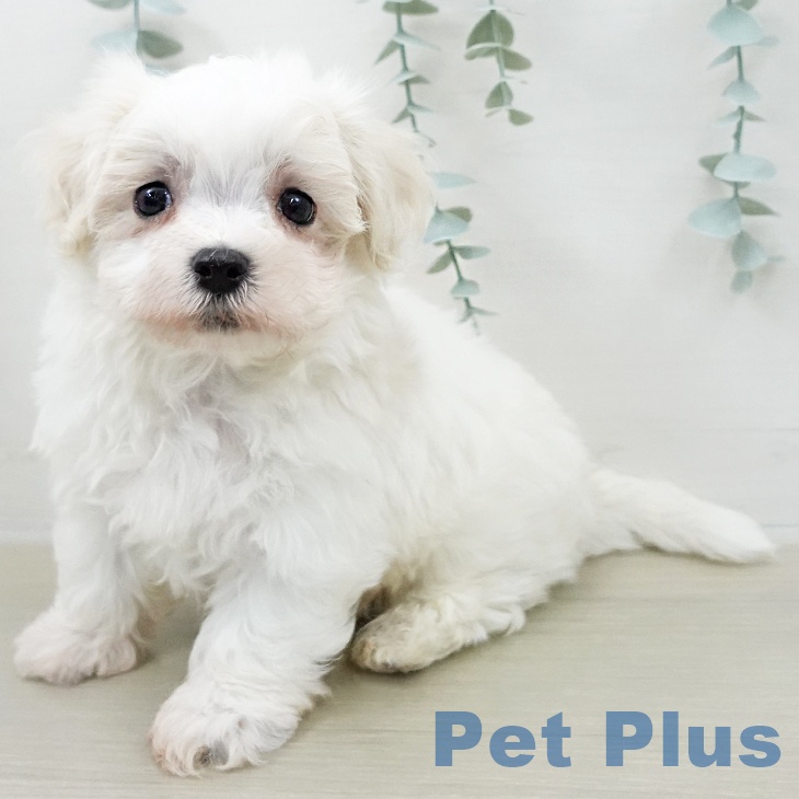 マルチーズの写真2