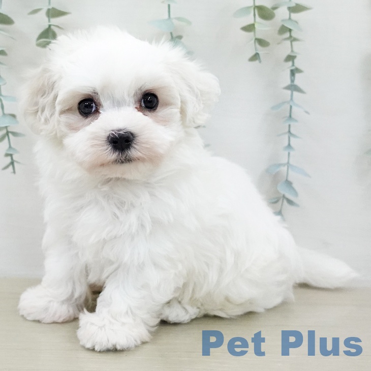 マルチーズの写真2