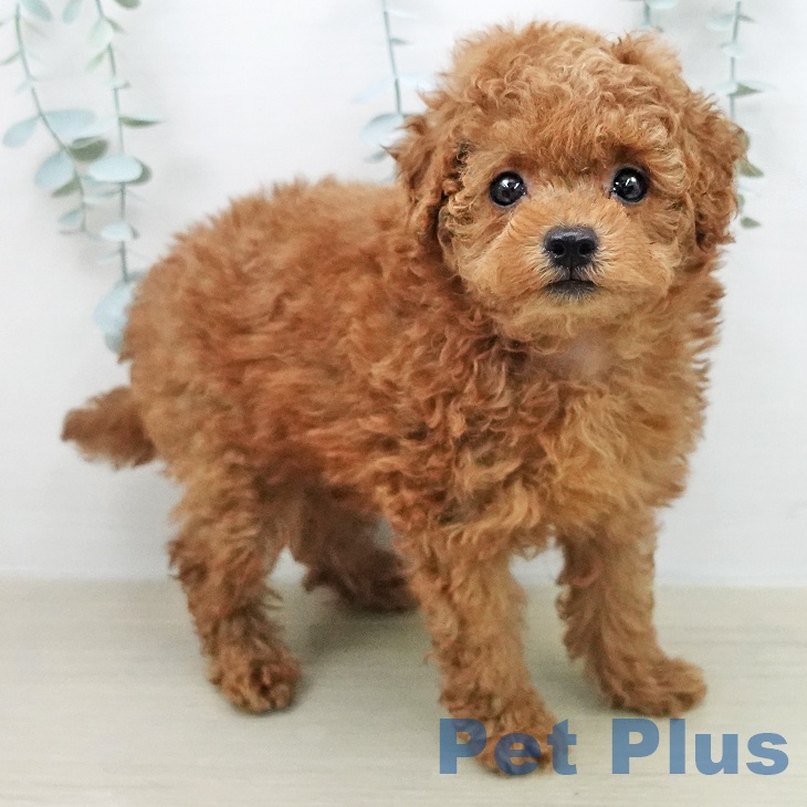 トイ・プードル