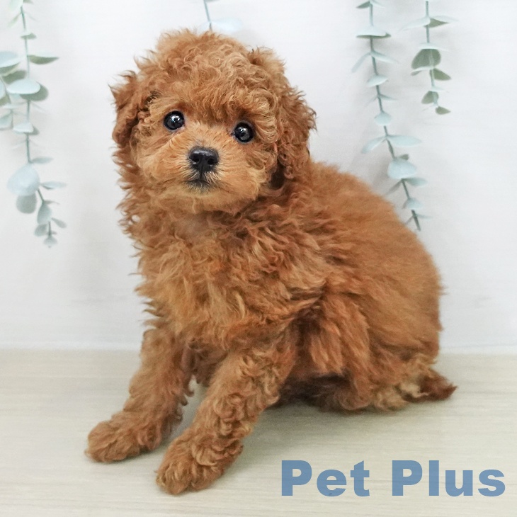 トイ・プードル