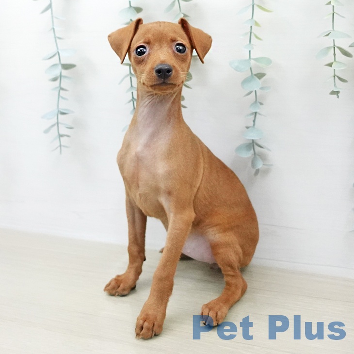 ミニチュア・ピンシャー