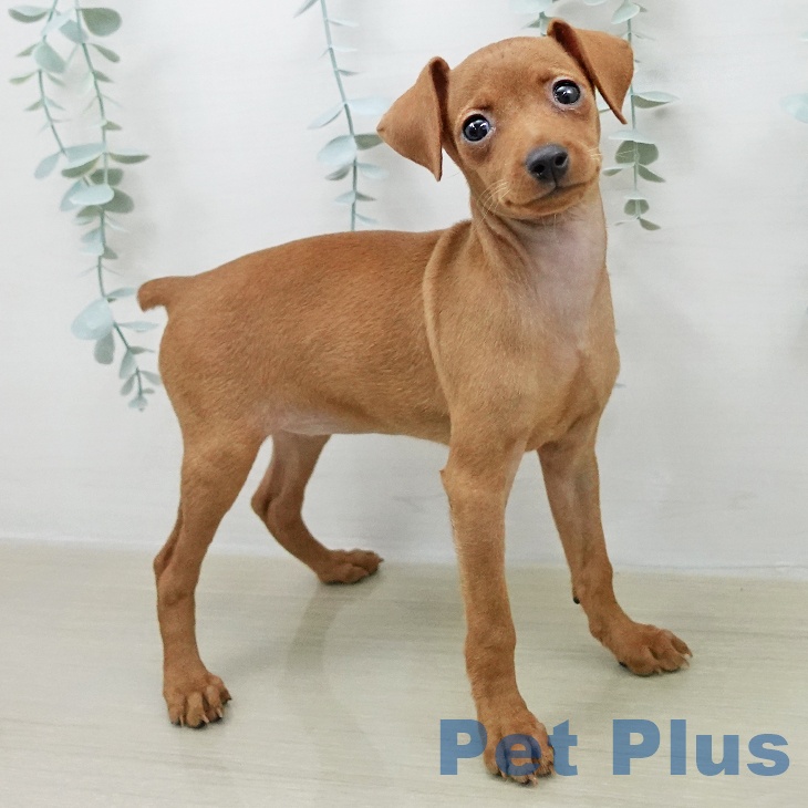 ミニチュア・ピンシャー