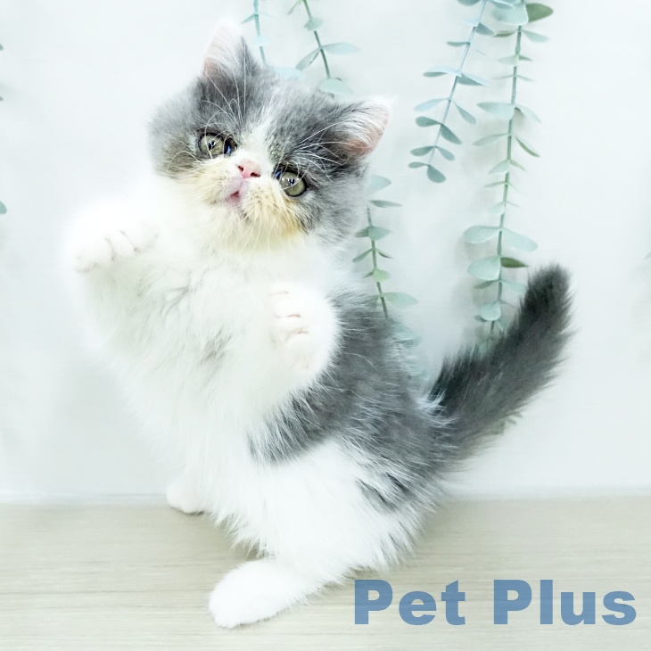 エキゾチックの写真2