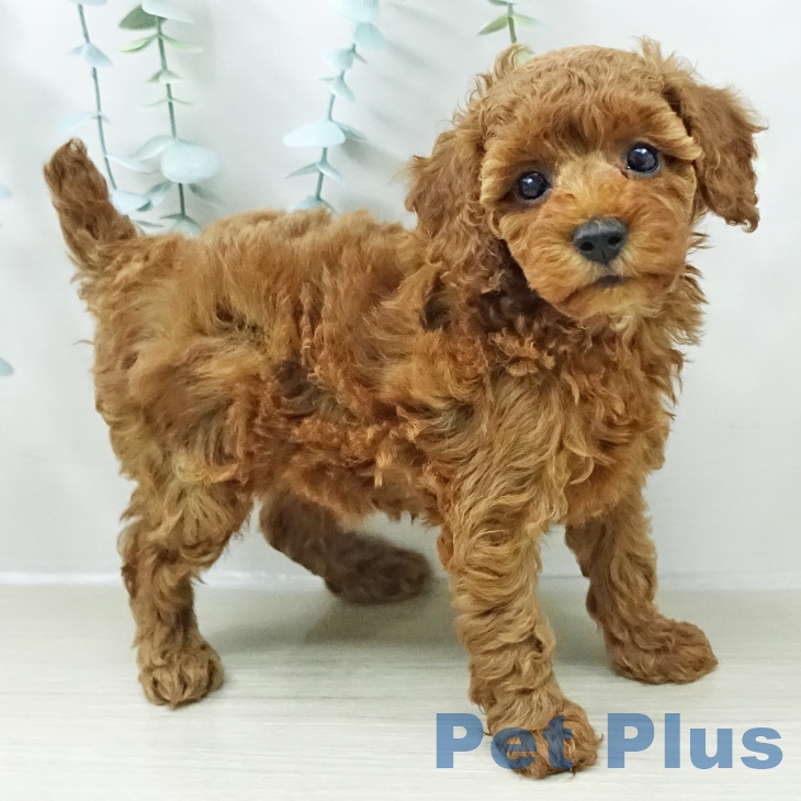 トイ・プードル