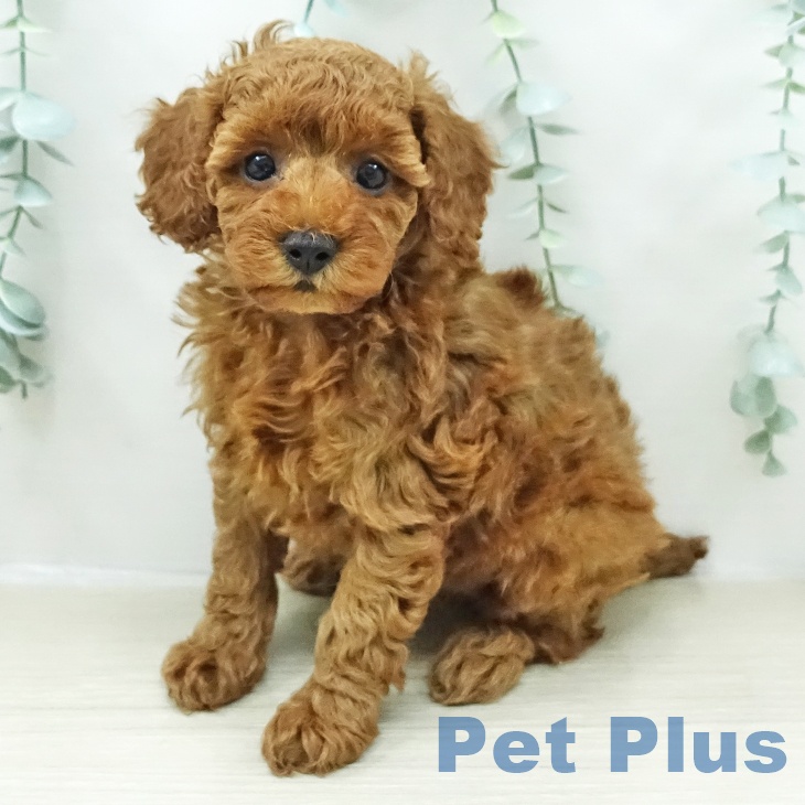 トイ・プードルの写真2