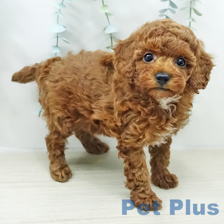 トイ・プードル