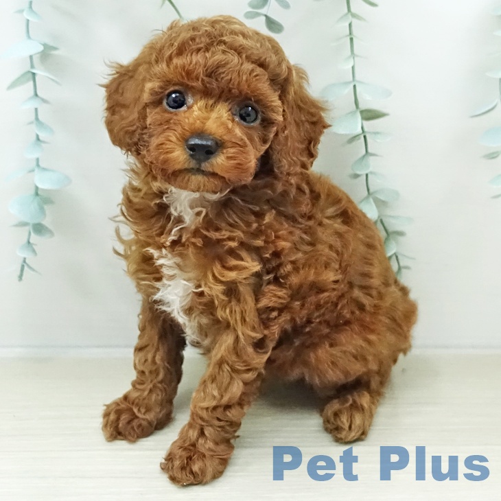 トイ・プードル