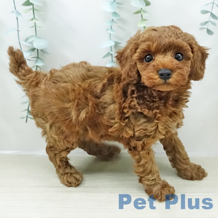 トイ・プードル