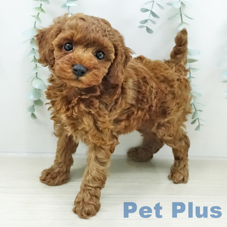 トイ・プードル