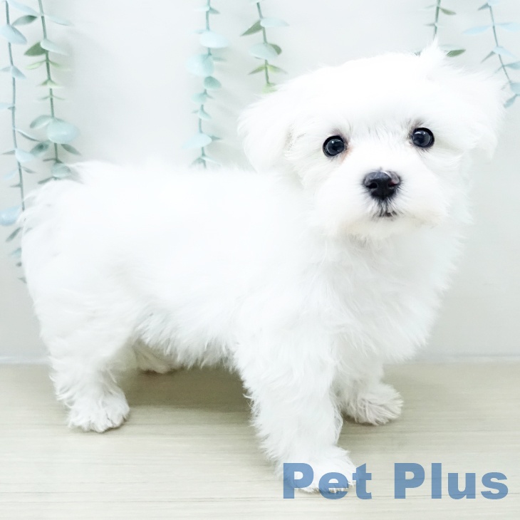 マルチーズの写真2