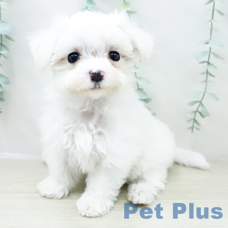 マルチーズの写真2