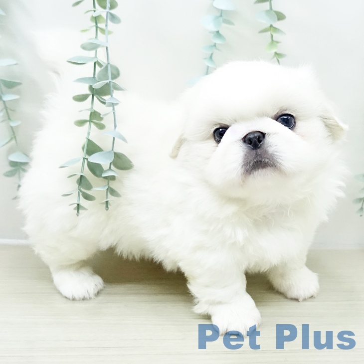 ペキニーズの写真2