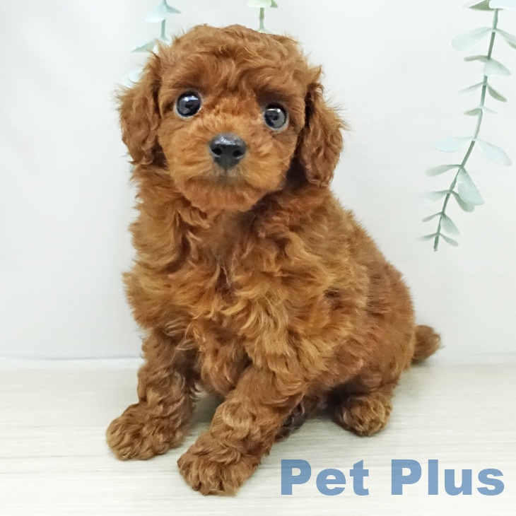 トイ・プードル