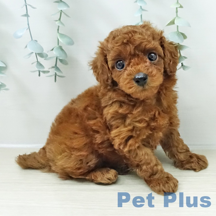 トイ・プードル