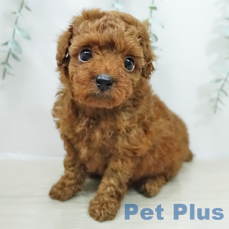 トイ・プードル