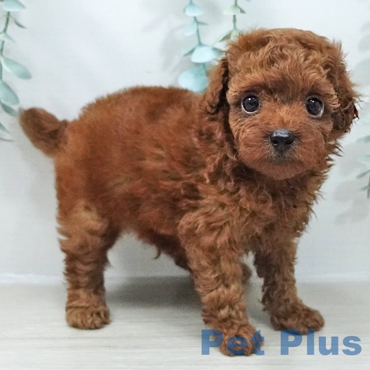 トイ・プードルの写真2