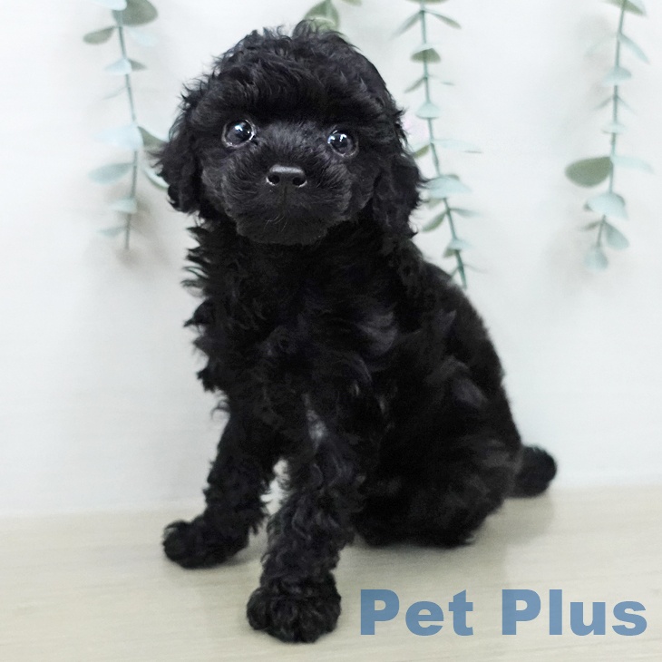 トイ・プードル