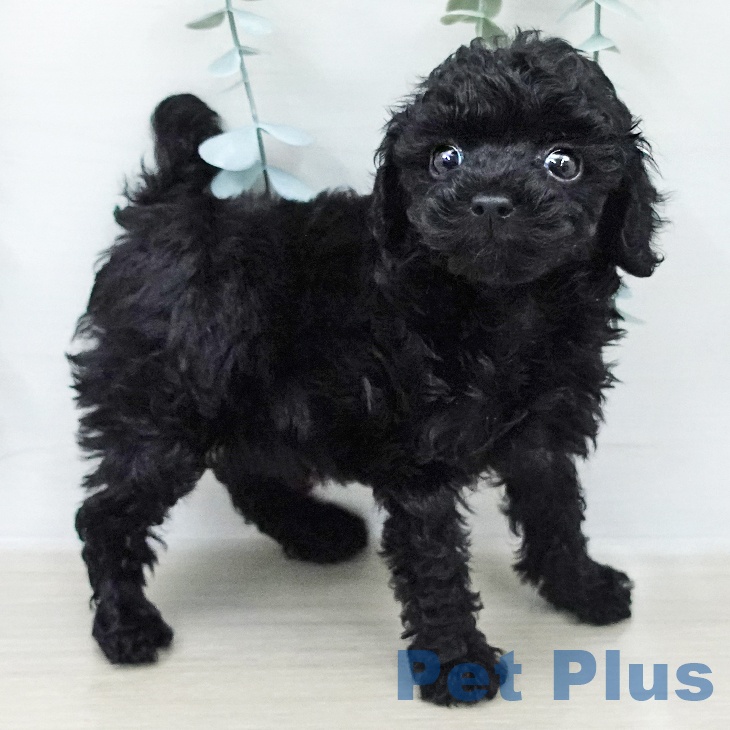 トイ・プードルの写真2