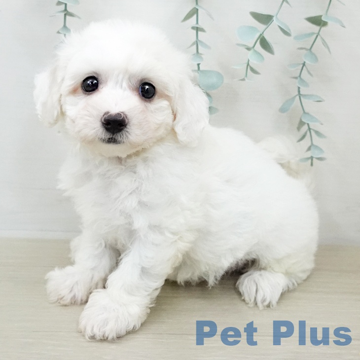 ビション・フリーゼ