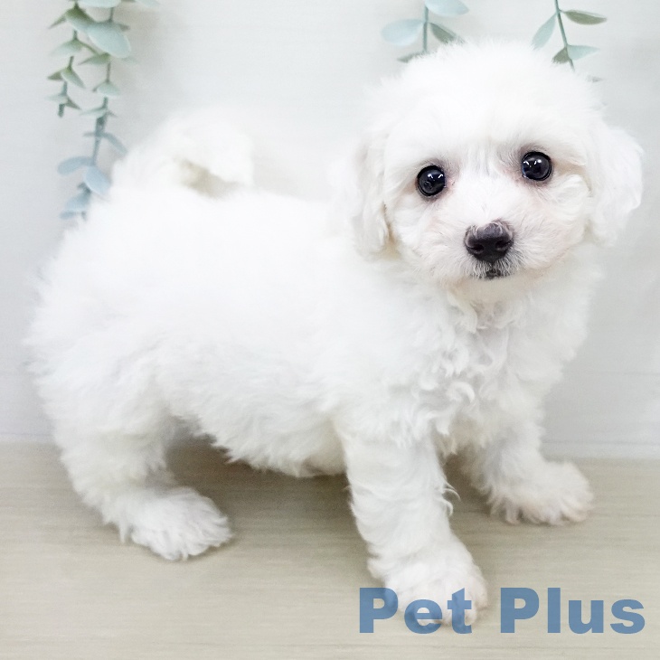 ビション・フリーゼの写真2