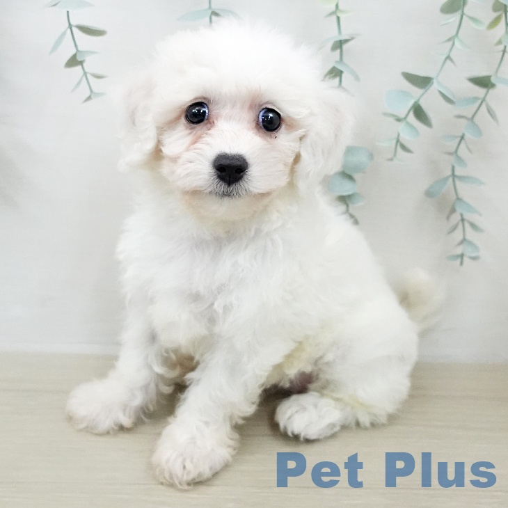 ビション・フリーゼ