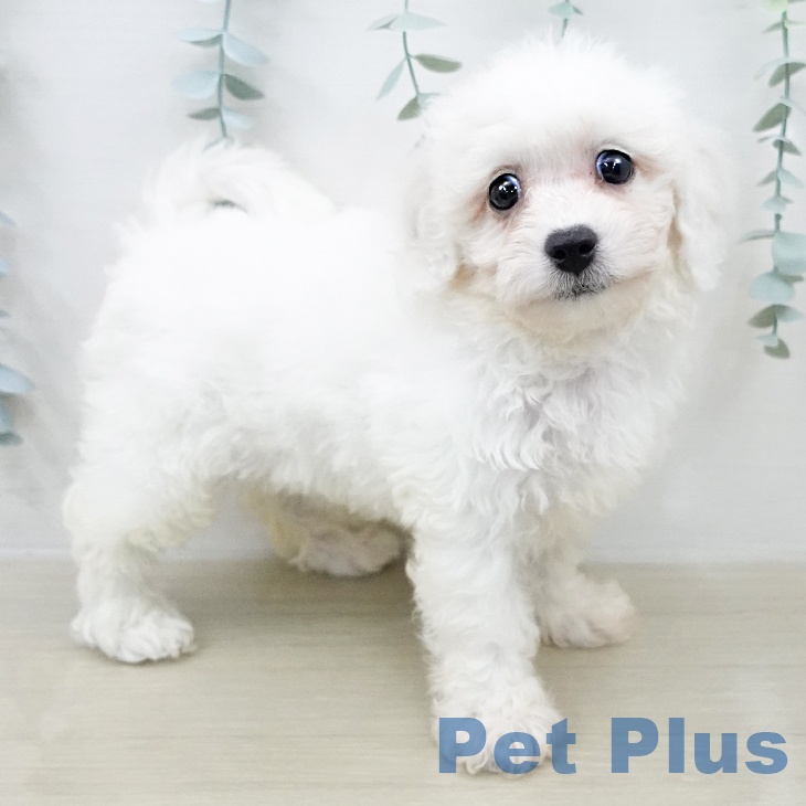 ビション・フリーゼ