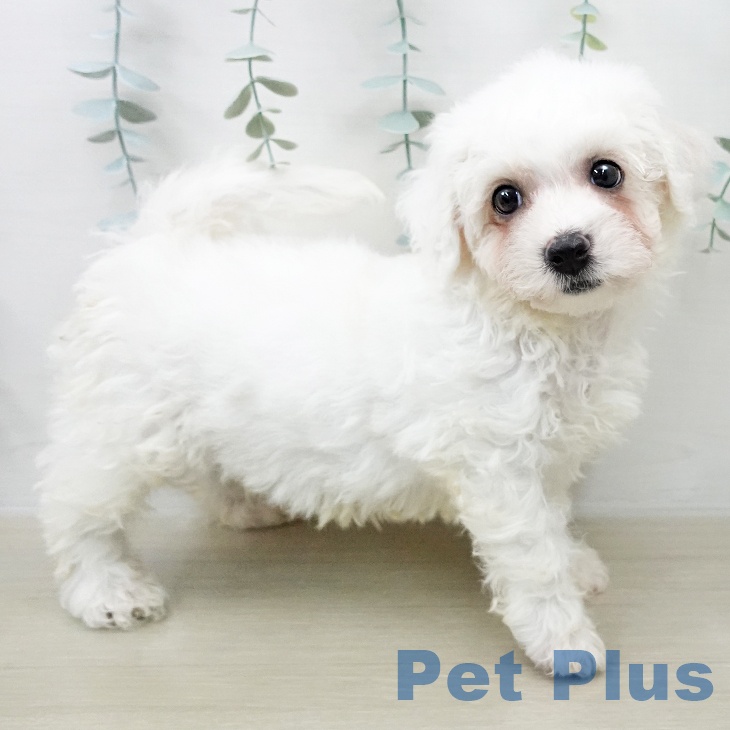 ビション・フリーゼ