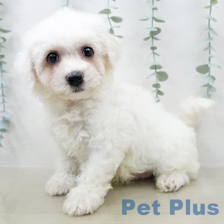 ビション・フリーゼの写真2