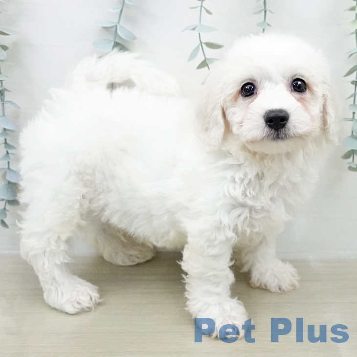 ビション・フリーゼ