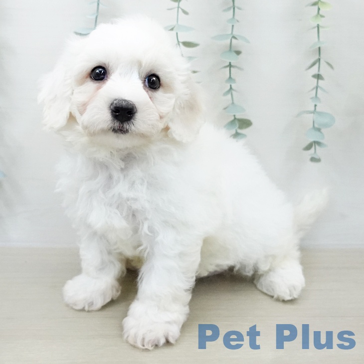 ビション・フリーゼ