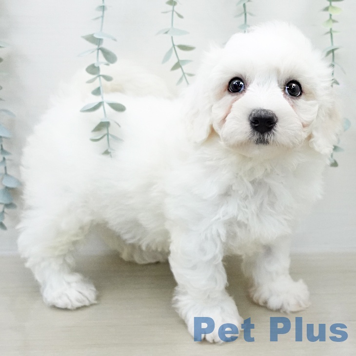 ビション・フリーゼ