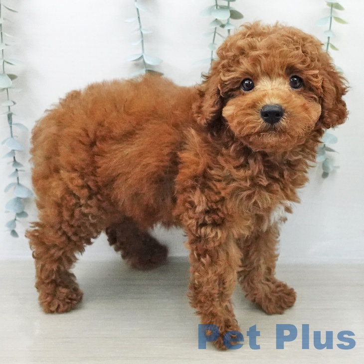 トイ・プードル