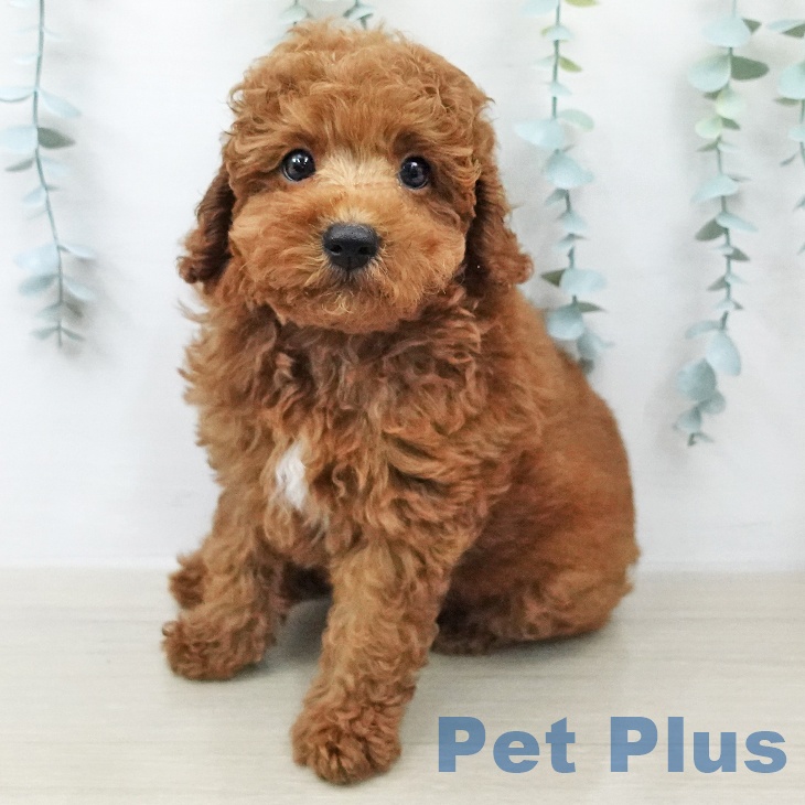 トイ・プードルの写真2