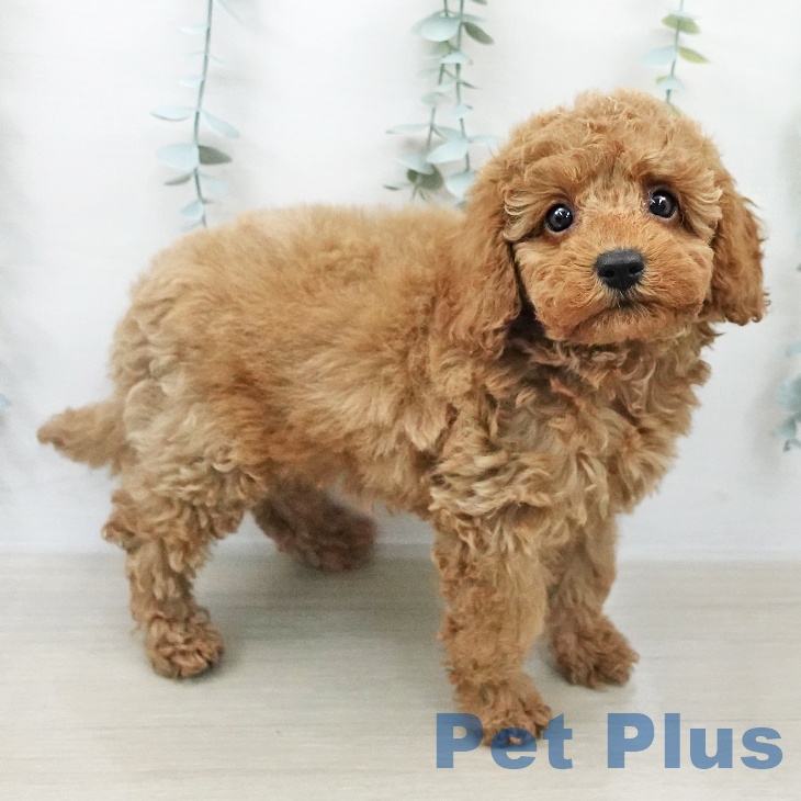 トイ・プードル