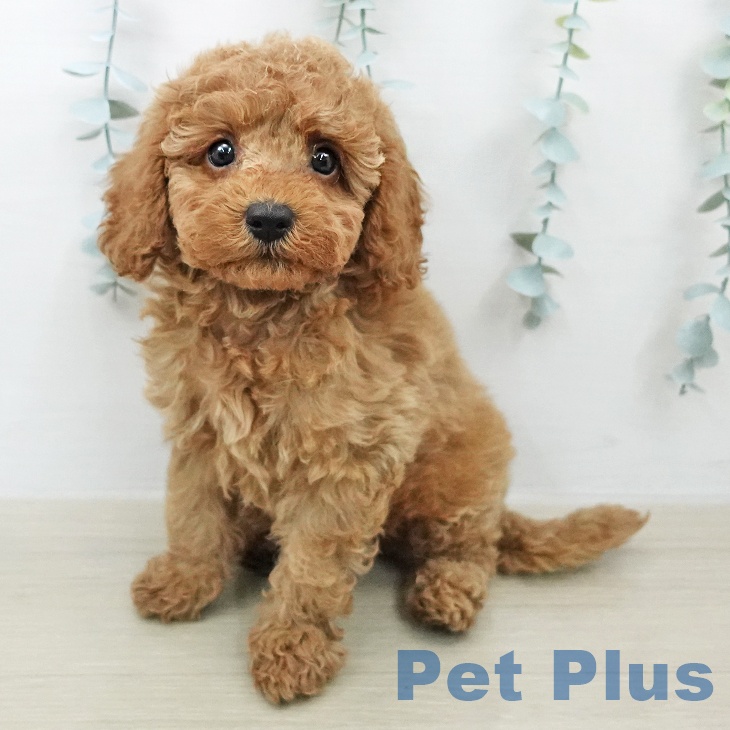 トイ・プードルの写真2