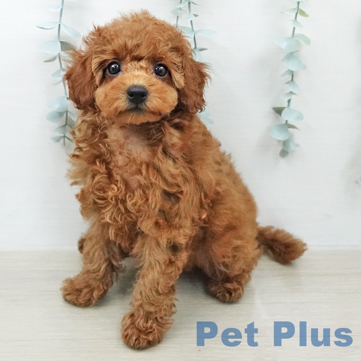 トイ・プードル