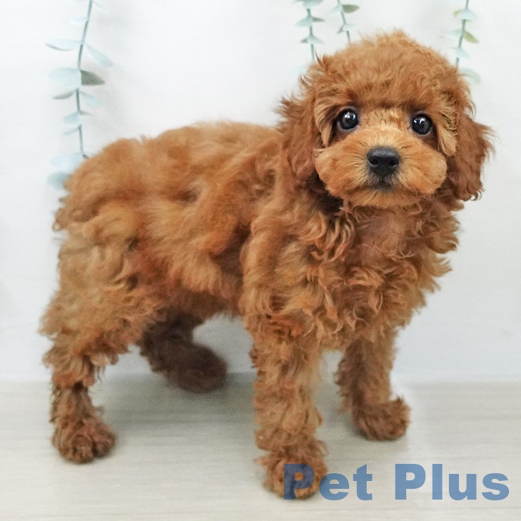 トイ・プードル