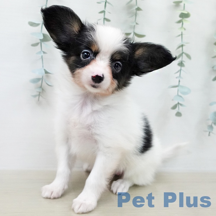 パピヨンの写真2