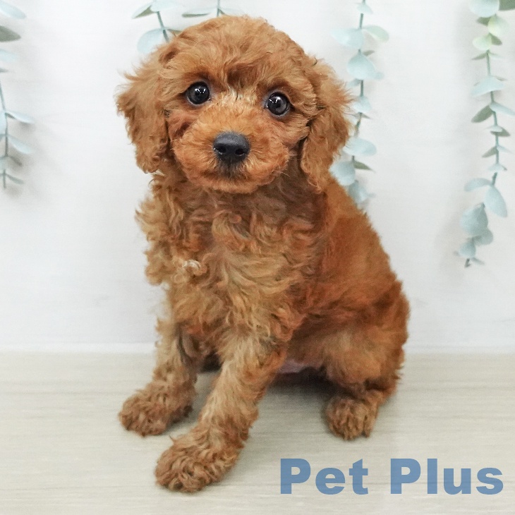 トイ・プードル