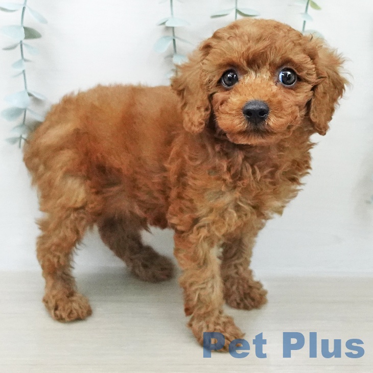 トイ・プードルの写真2