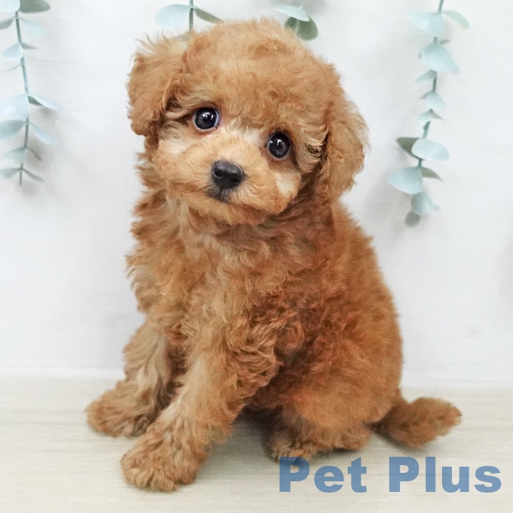 トイ・プードル