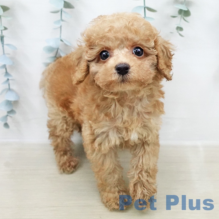 トイ・プードル