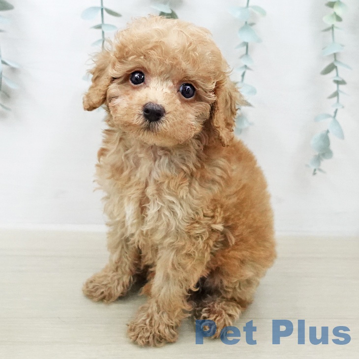 トイ・プードル