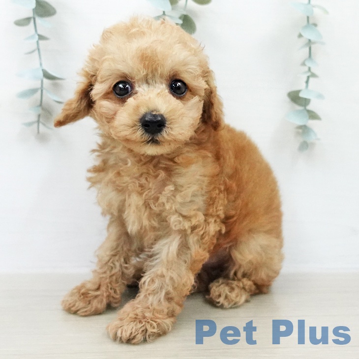 トイ・プードル