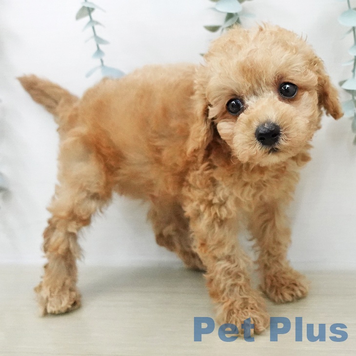 トイ・プードル