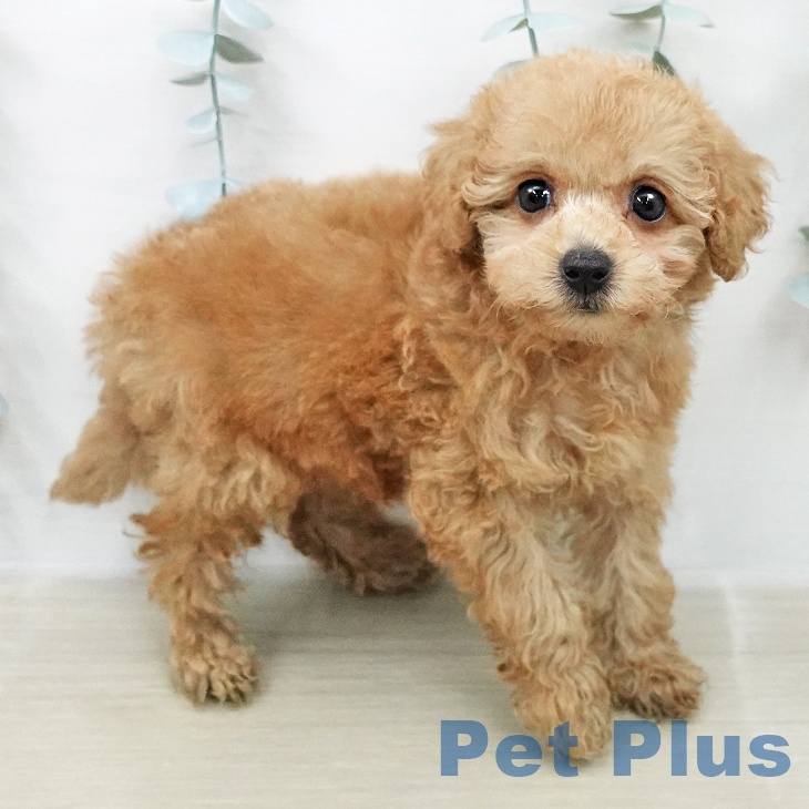 トイ・プードルの写真2