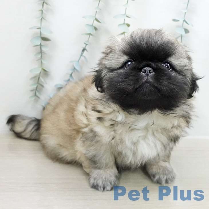 ペキニーズの写真2